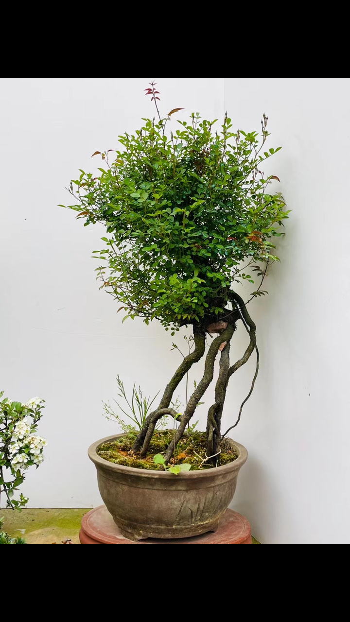 一颗提根老桩的姬月季又名满天星开花粉色非常漂亮噢