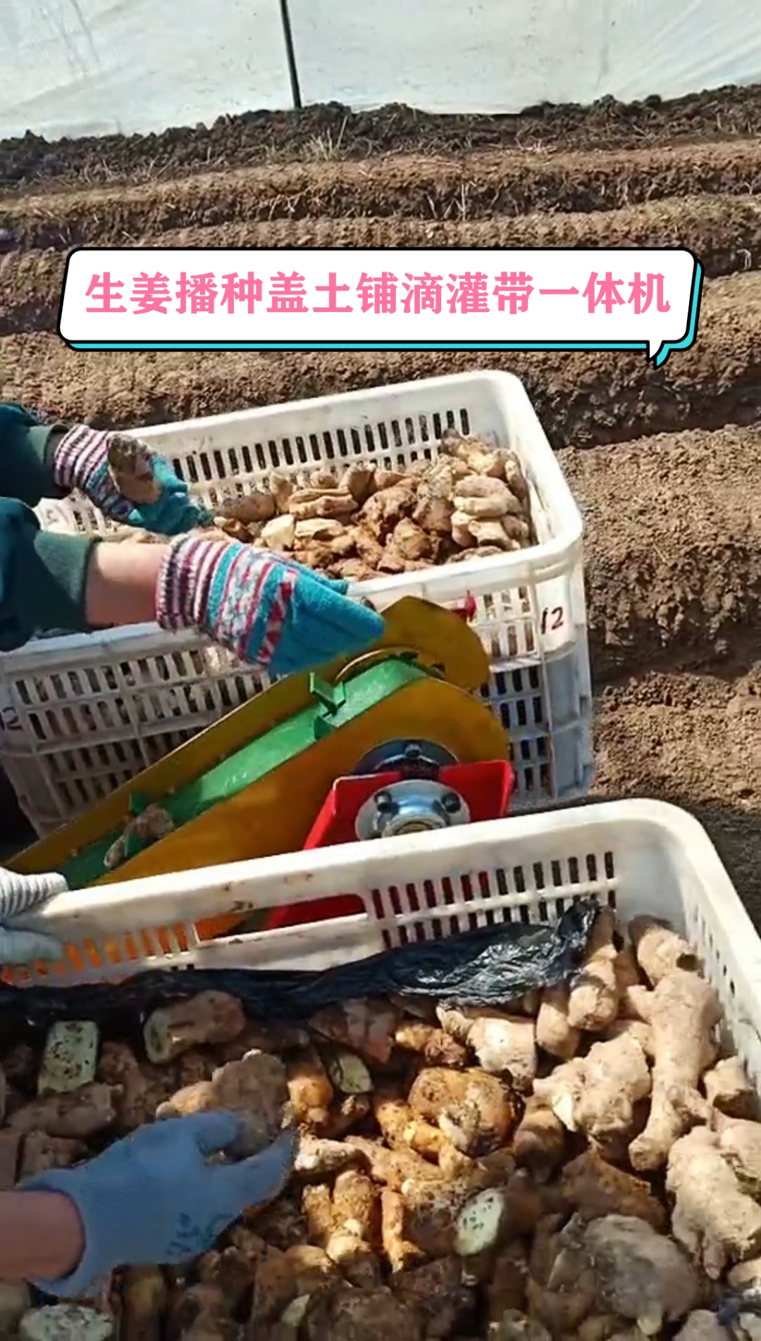 生姜种植大姜播种机播种盖土铺滴灌带一个机器同时完成节省人工干活