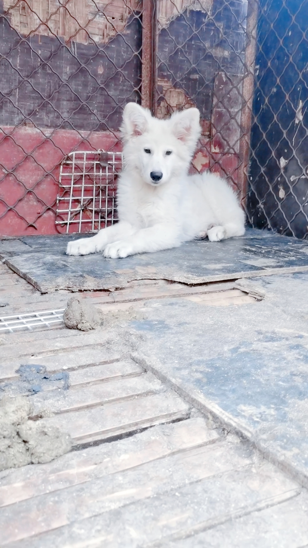 纯进口瑞士牧羊犬!纯白色牧羊犬!