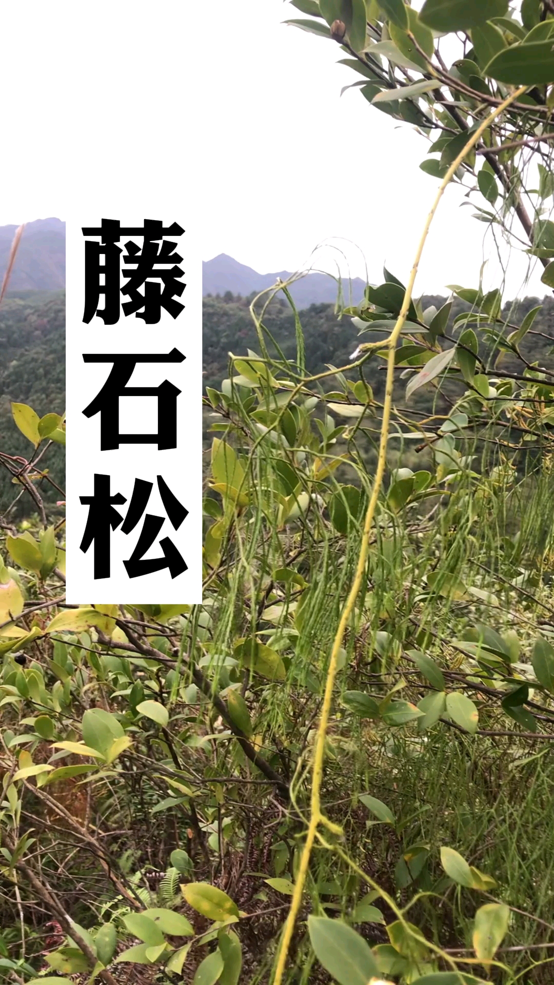 藤石松民间叫大舒筋草