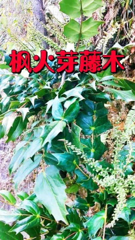 认识中草药十大功劳别称猫儿刺土黄连八角刺刺黄连全株可入药还是优良