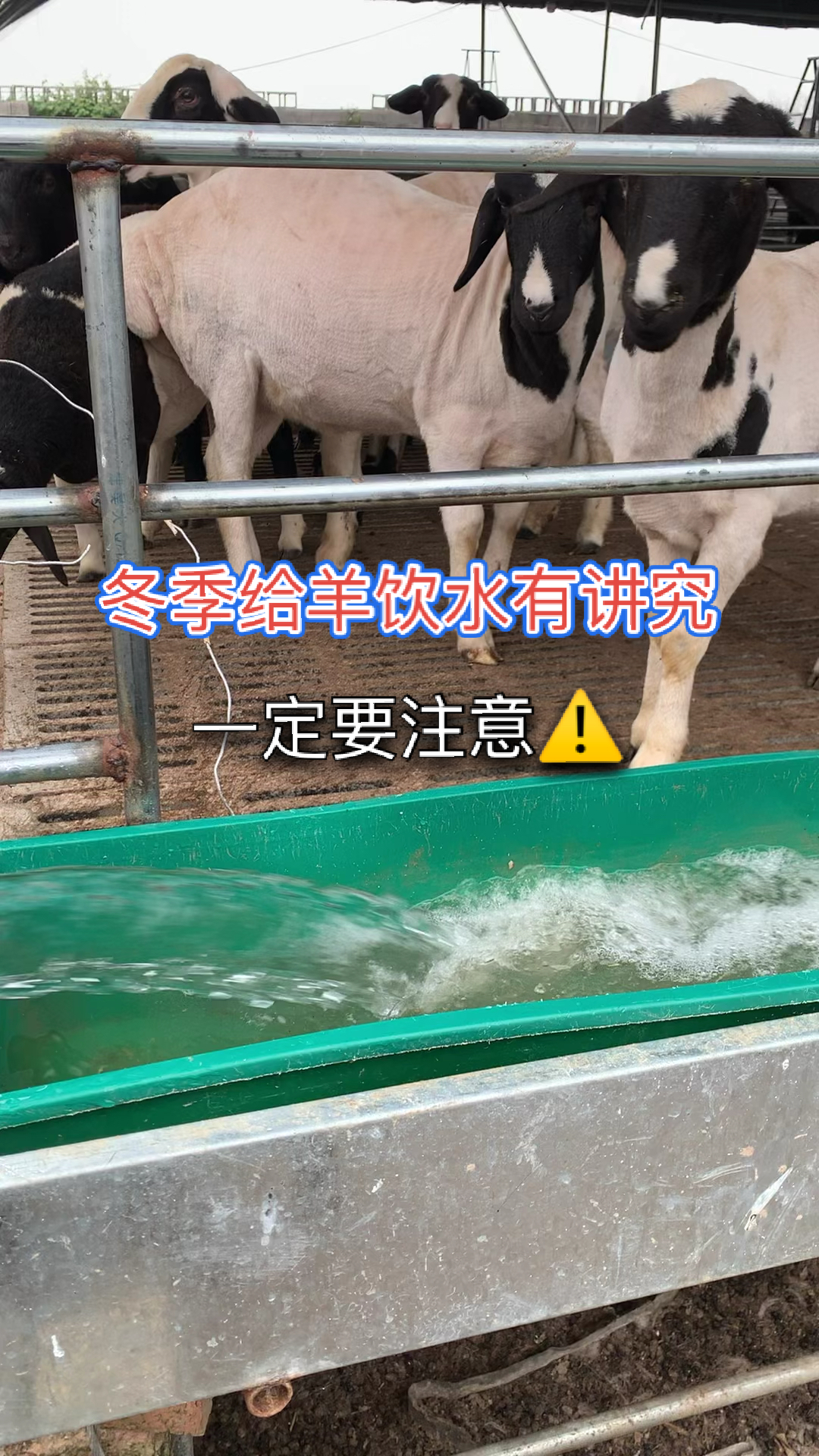 养羊冬季给羊饮水有讲究一定要注意72