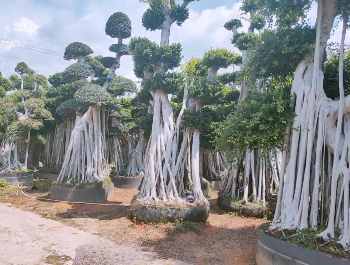 气根造型小叶榕树桩头高度7米以上宽度3米非常漂亮