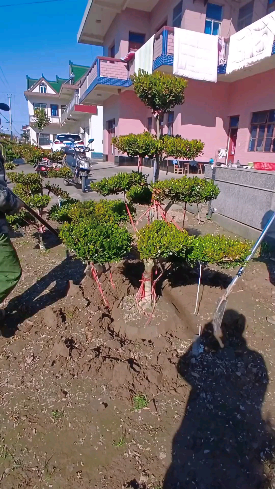 瓜子黄杨造型树四季常青不落叶适合庭院别墅栽植