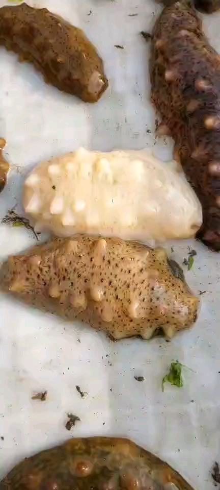 赶海捉海鲜#苍天鸭!大地鸭!加油鸭