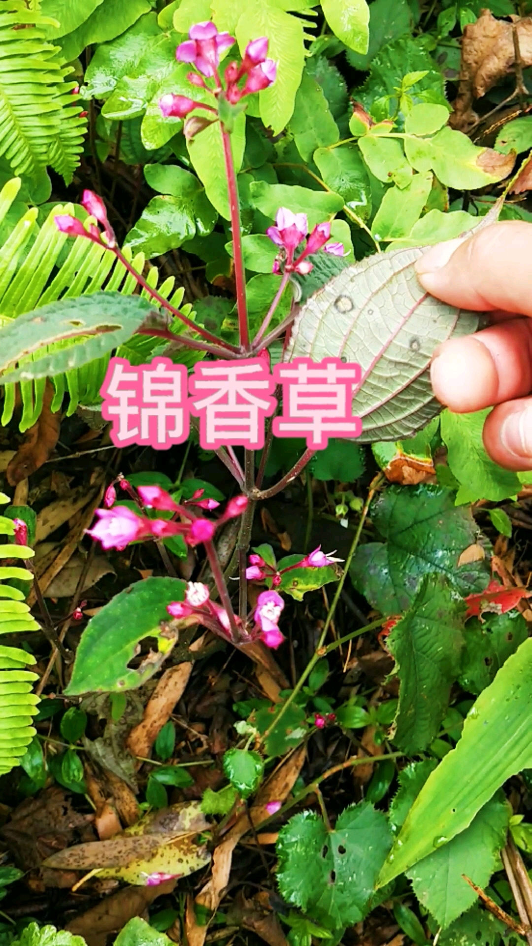 植物科普#锦香草为野牡丹科,锦香属草本,别称白毛