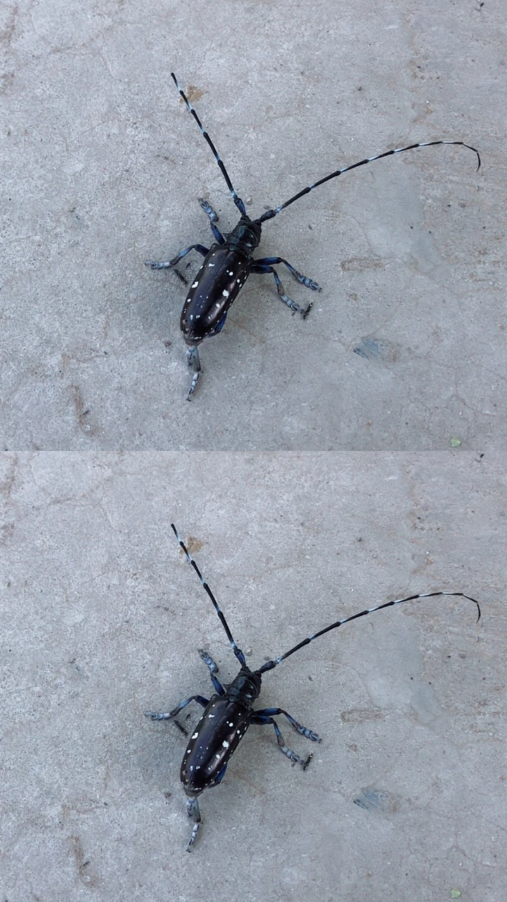 小时候常玩,我们管它叫"天牛".