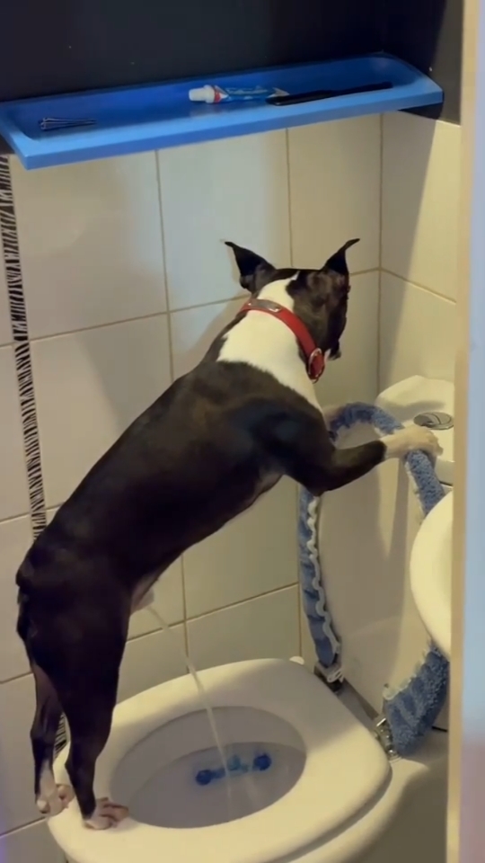 我家萌宠成精了#会用马桶的狗子,太厉害了