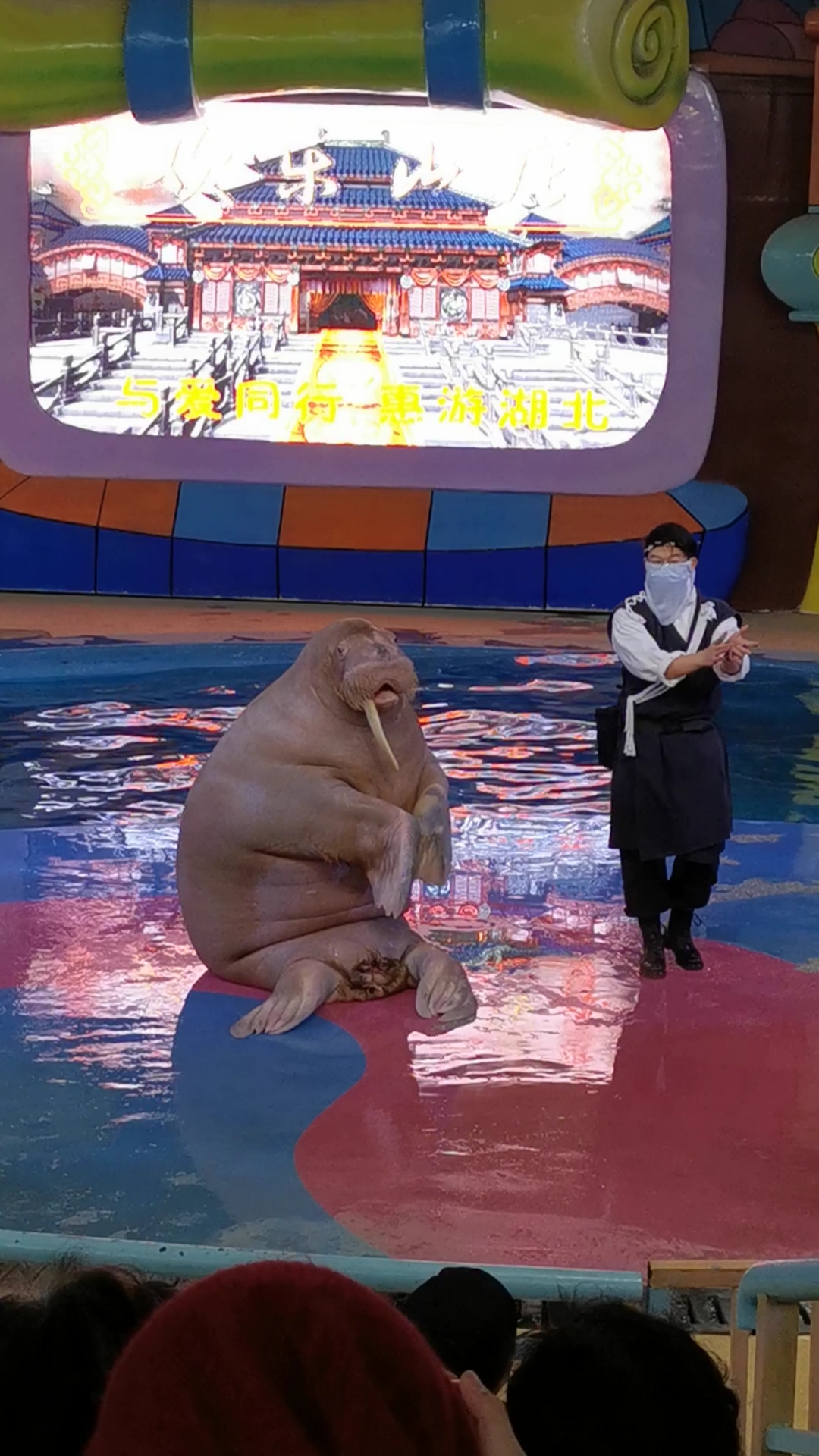 万物皆可涮#武汉极地海洋公园.海象表演