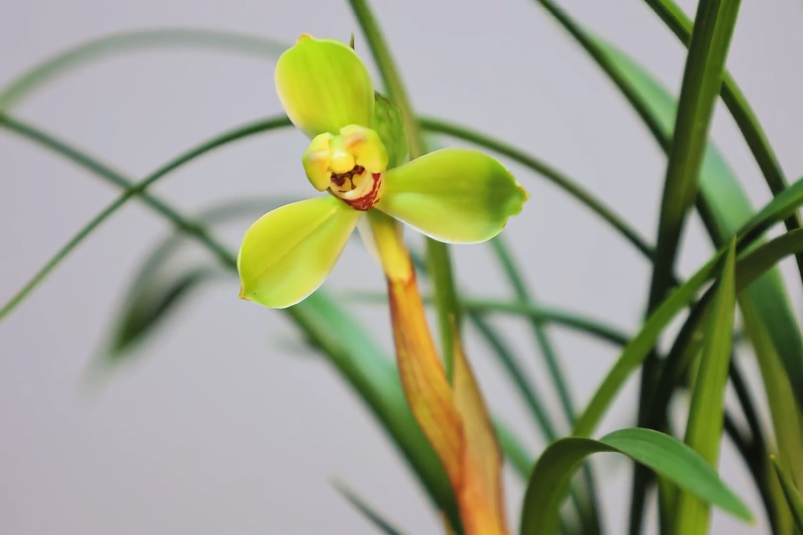 兰花#春兰/万字