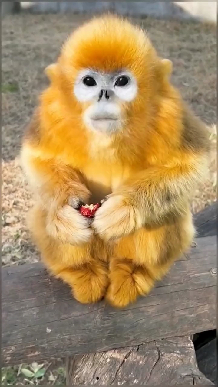 动物世界#峨眉山猴子:俺小老表确实是可爱,可是你们也不能骂我啊,这