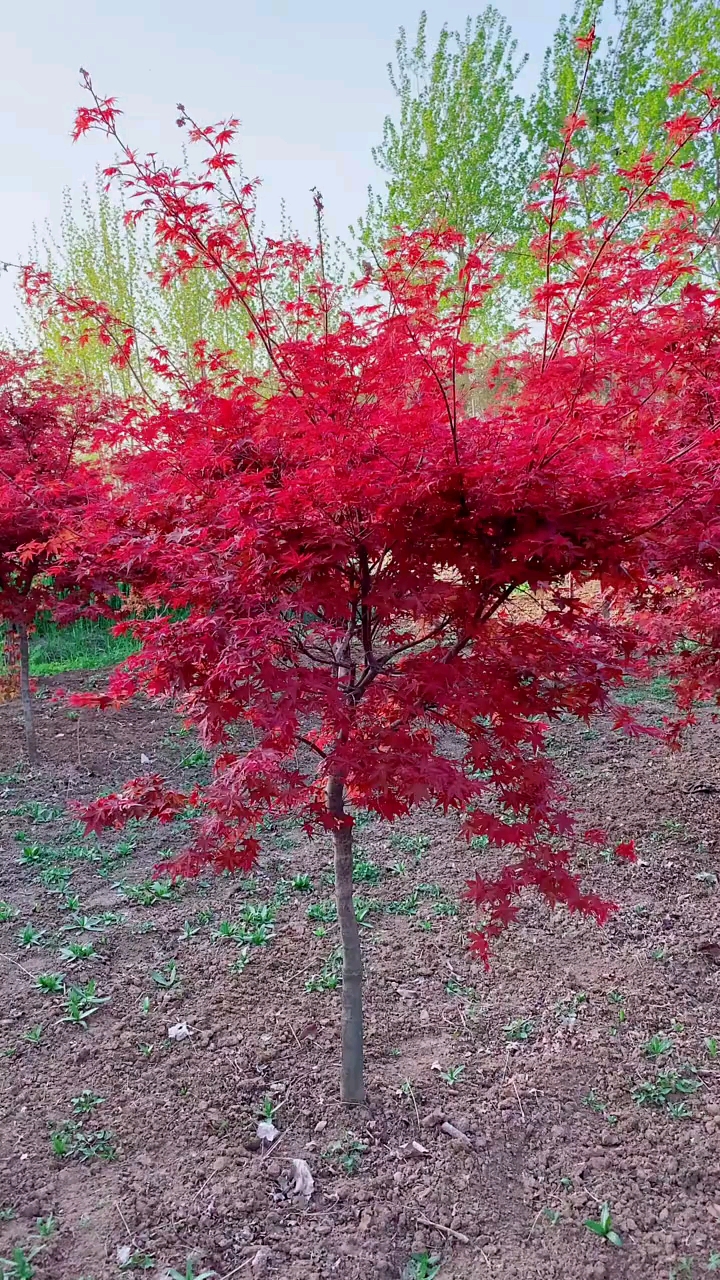 紅楓風景樹,紅紅火火,耐寒耐旱南北方都可以栽植