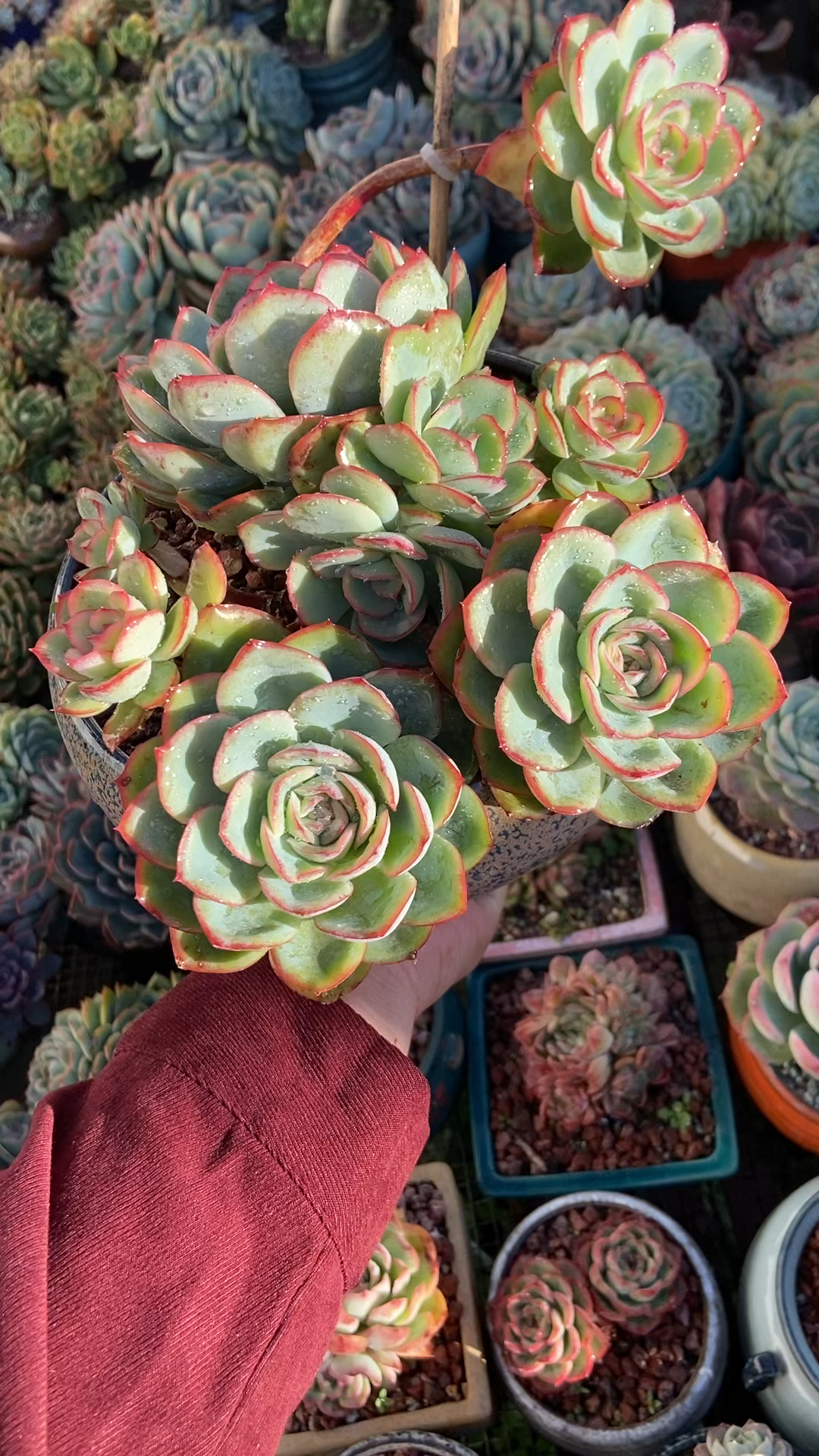 群生的晨露老桩越看越美