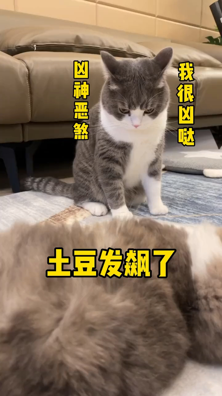 果然是宠妹狂魔张土豆!无论在哪都得保护好妹妹～06-度小视