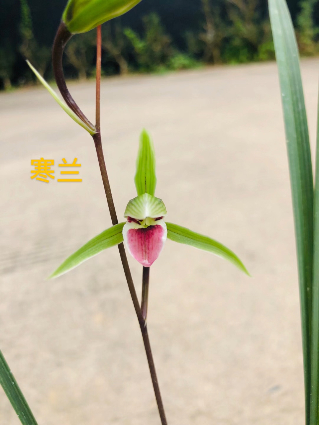 兰花#细叶寒兰朱颜花色罕见香味奇特#室内绿植花卉-度小视