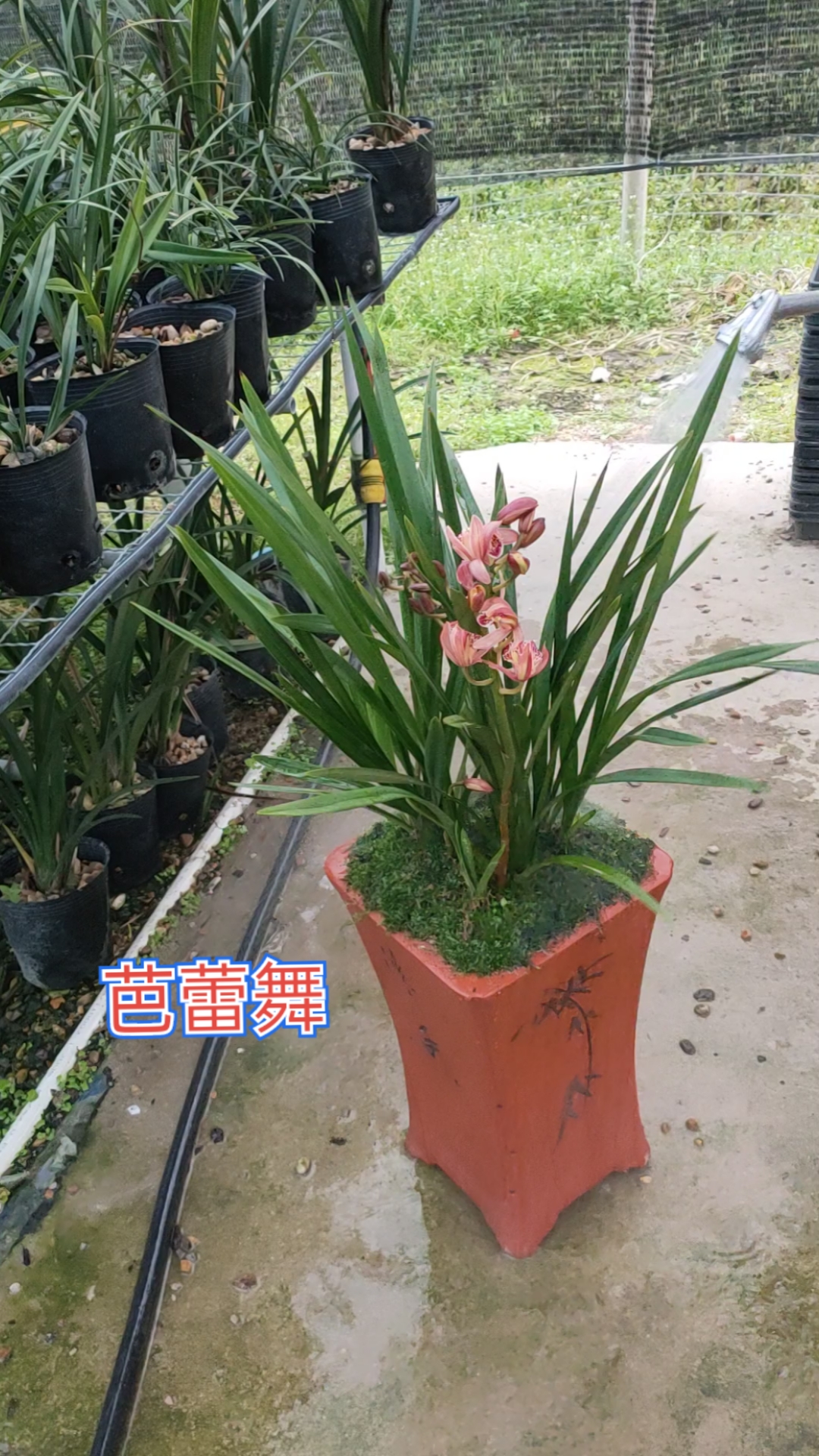 芭蕾舞#闽众兰花#建兰#兰花