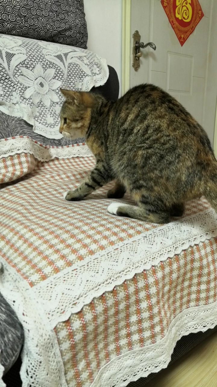 混血狸花猫#大猫闪电速度小猫犹豫了一下还是赶紧溜