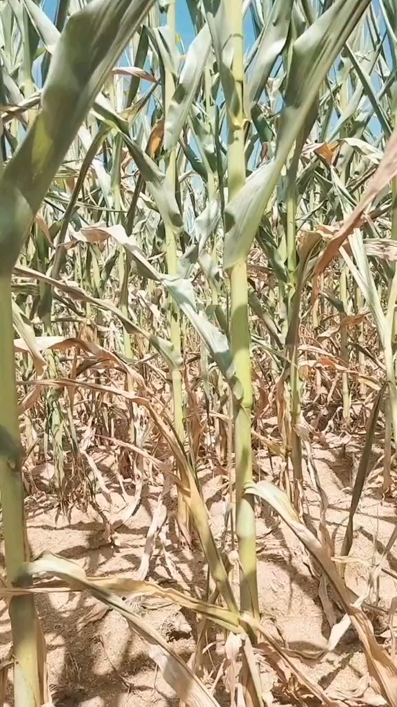 看把玉米旱的,怎么不下雨啊!