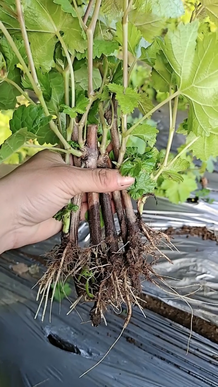 新品种葡萄小苗