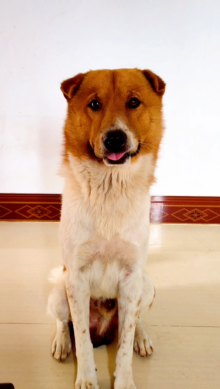 神宠来袭#中华精神大笨狗