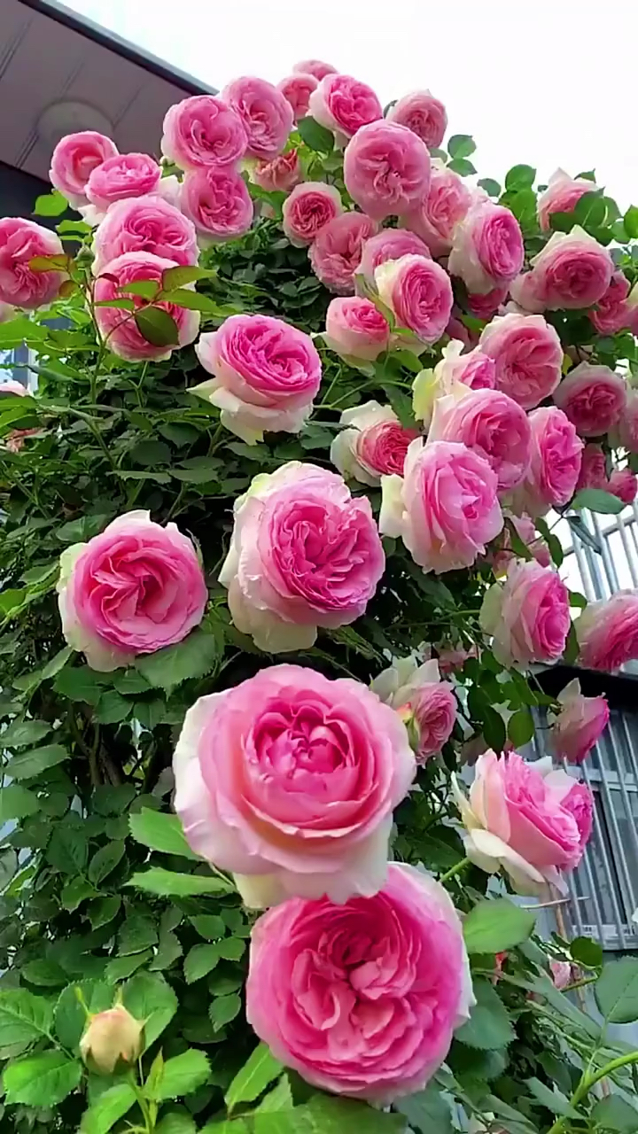 爬藤月季系列,欧月,粉色龙沙宝石