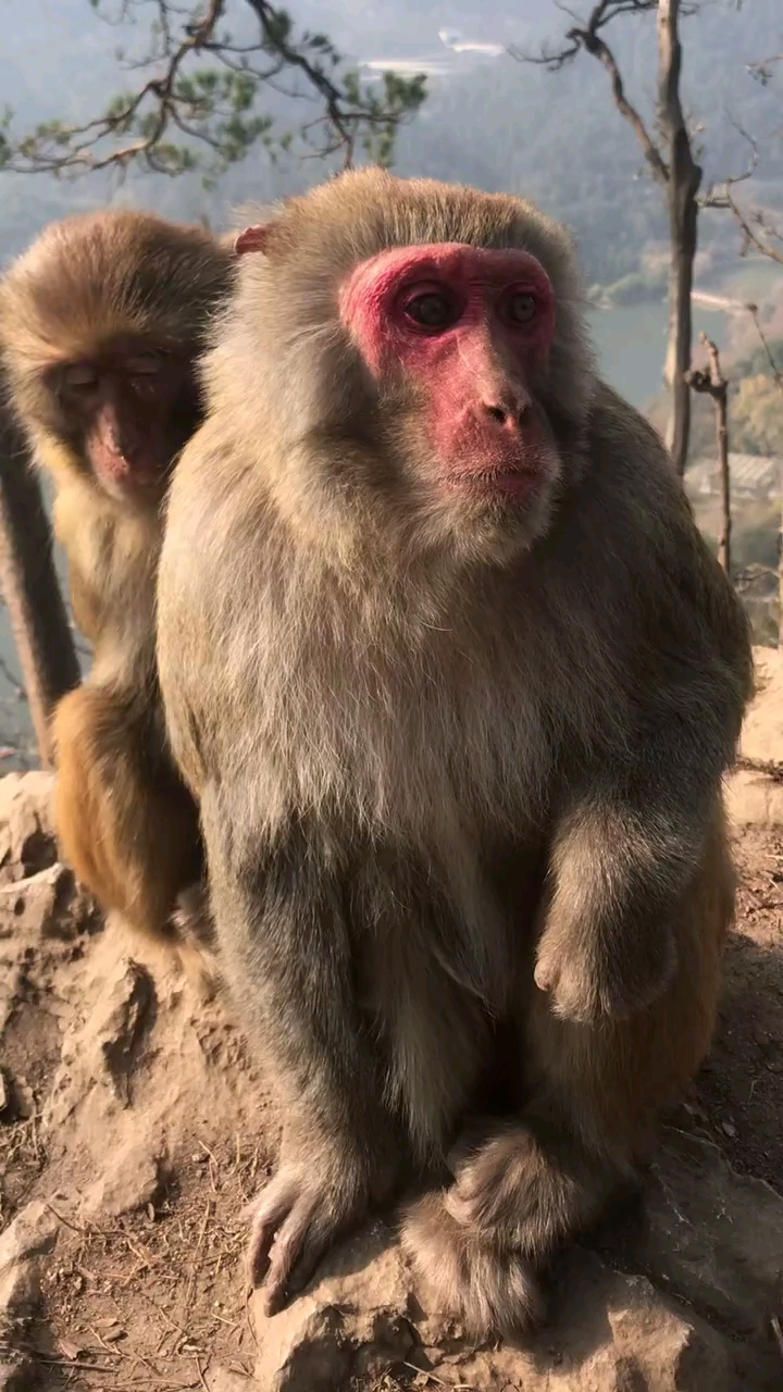 猴子发愁猴挠头,猴挠猴头愁山猴.