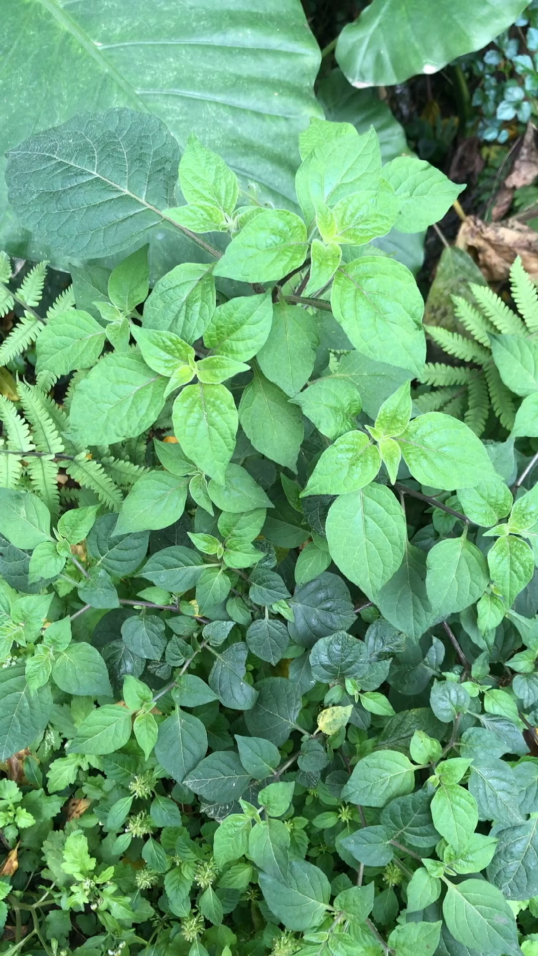 红丝线也叫枪刀药,有哪些用途呢-度小视