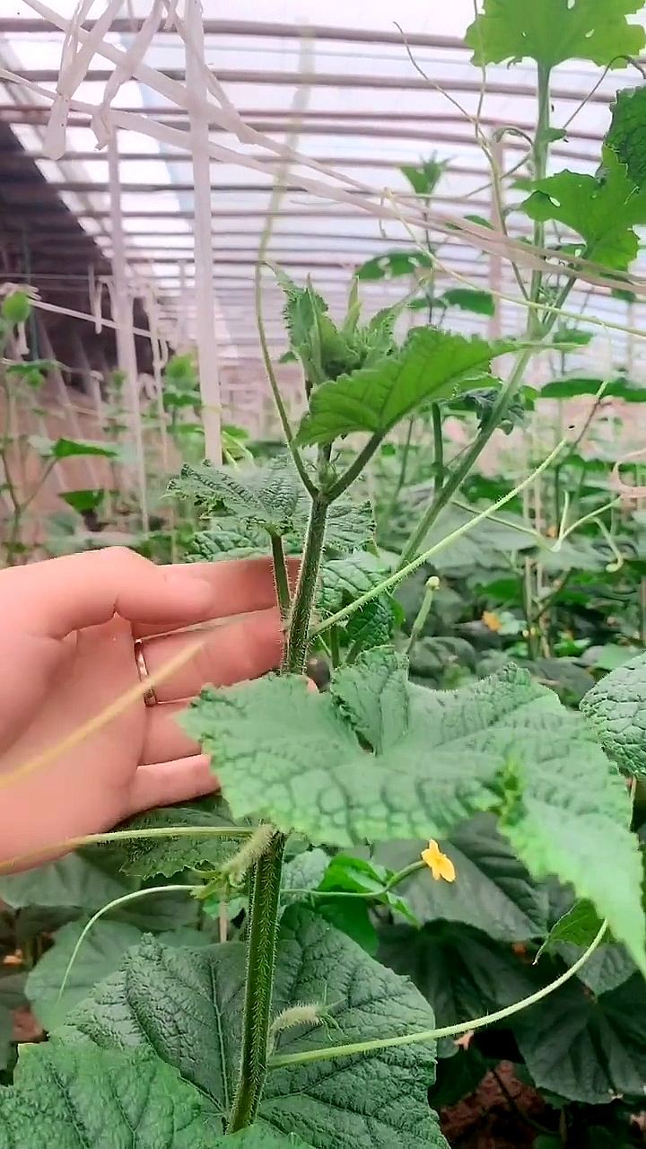 黄瓜种植看须浇水,这点技巧你知道吗?