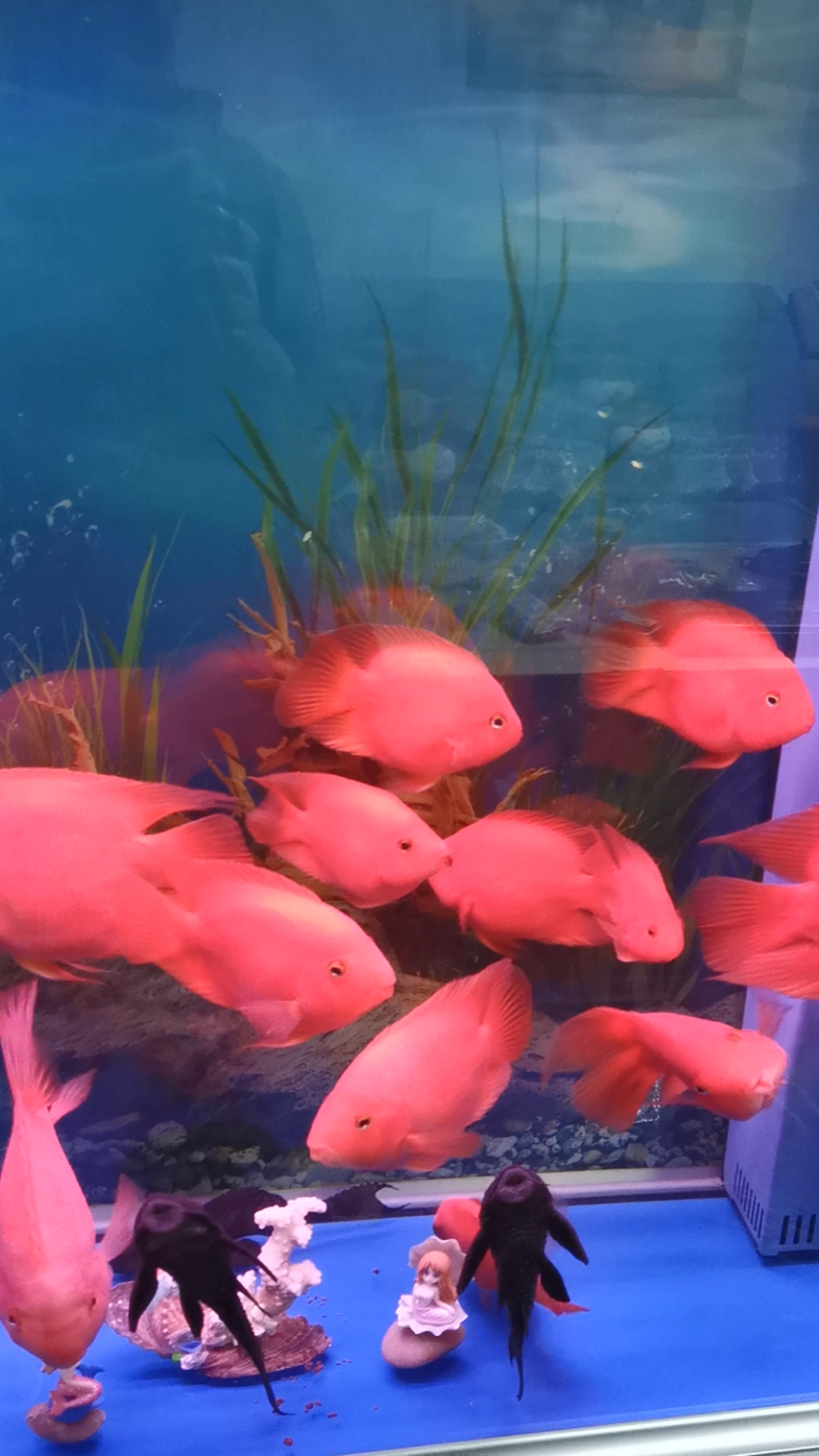 你一眨眼我就心动#我的鹦鹉鱼,好美啊,爱你们吆