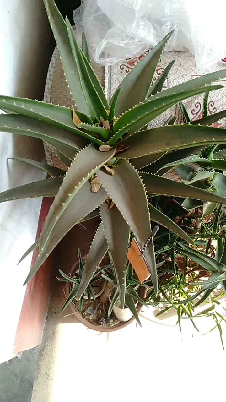 拍视频拿年终奖#巨型芦荟