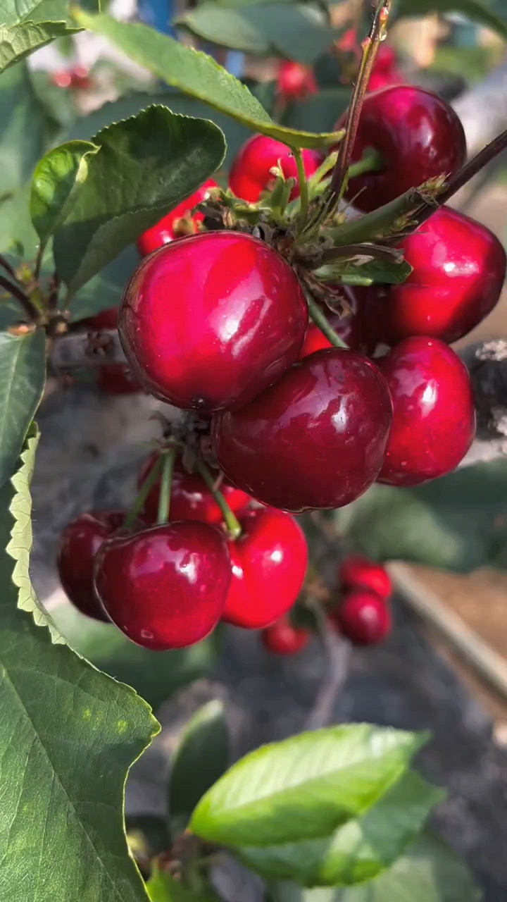 布鲁克斯樱桃树苗哪里有卖1-2年苗价格多少钱