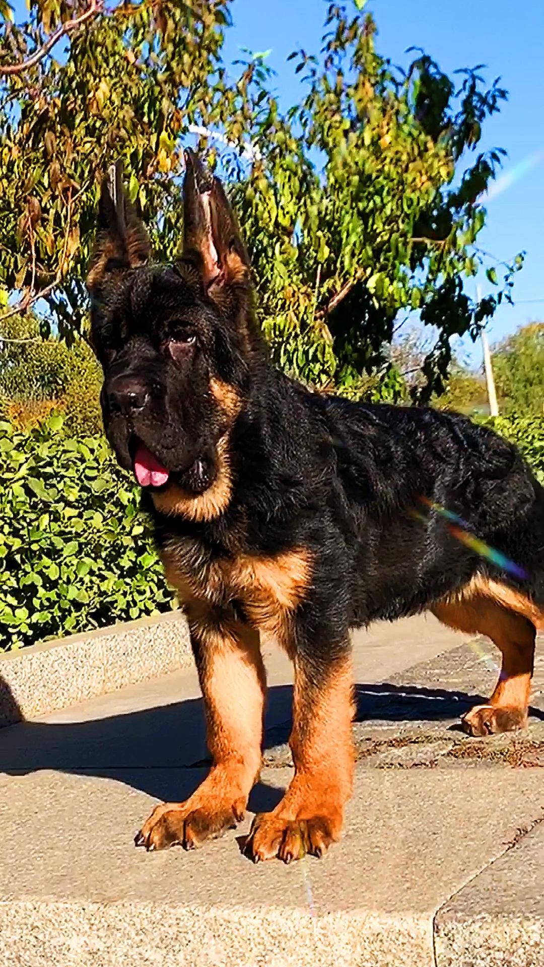 像锤系德牧这个品种做护卫犬适合!#锤系德牧幼犬