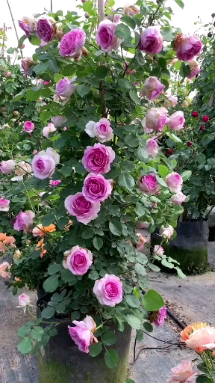 罗衣多季开花,爬藤月季大花浓香型花卉