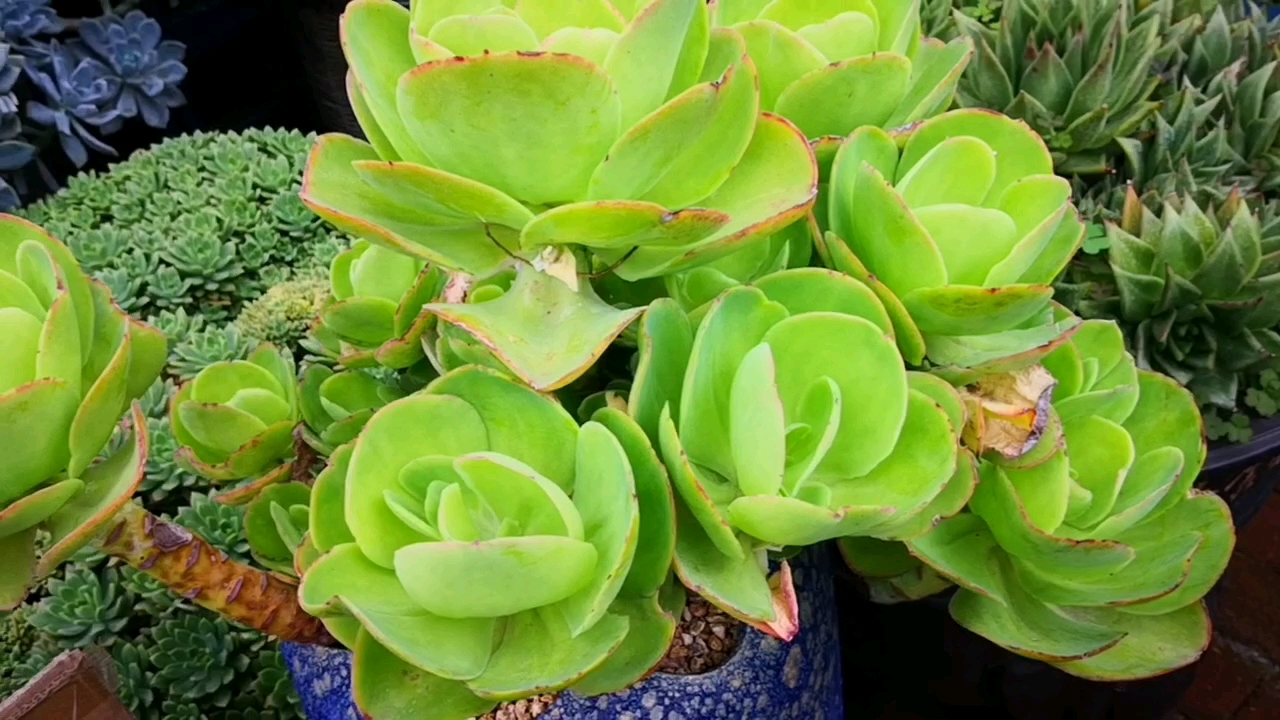 有一种可爱叫多肉!