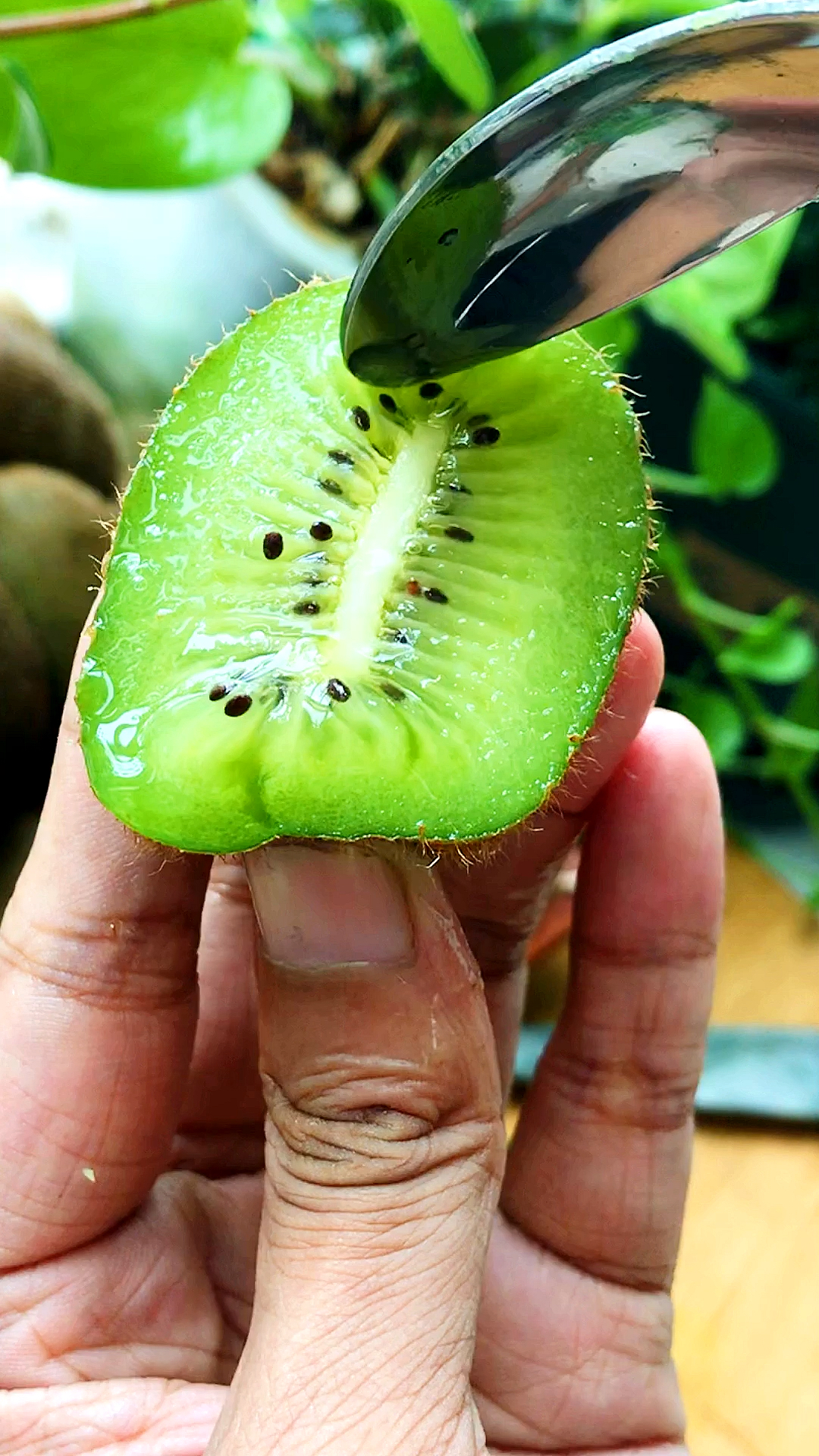 记录生活金秋九月陕西周至翠香猕猴桃成熟了酸甜更有味道颗颗鲜果自然