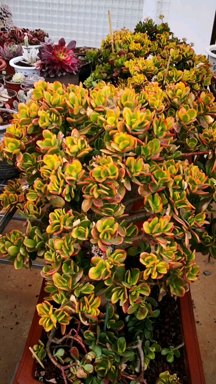 有一种可爱叫多肉!#大棵的落日之雁就是美,实物看起来非常的惊艳!