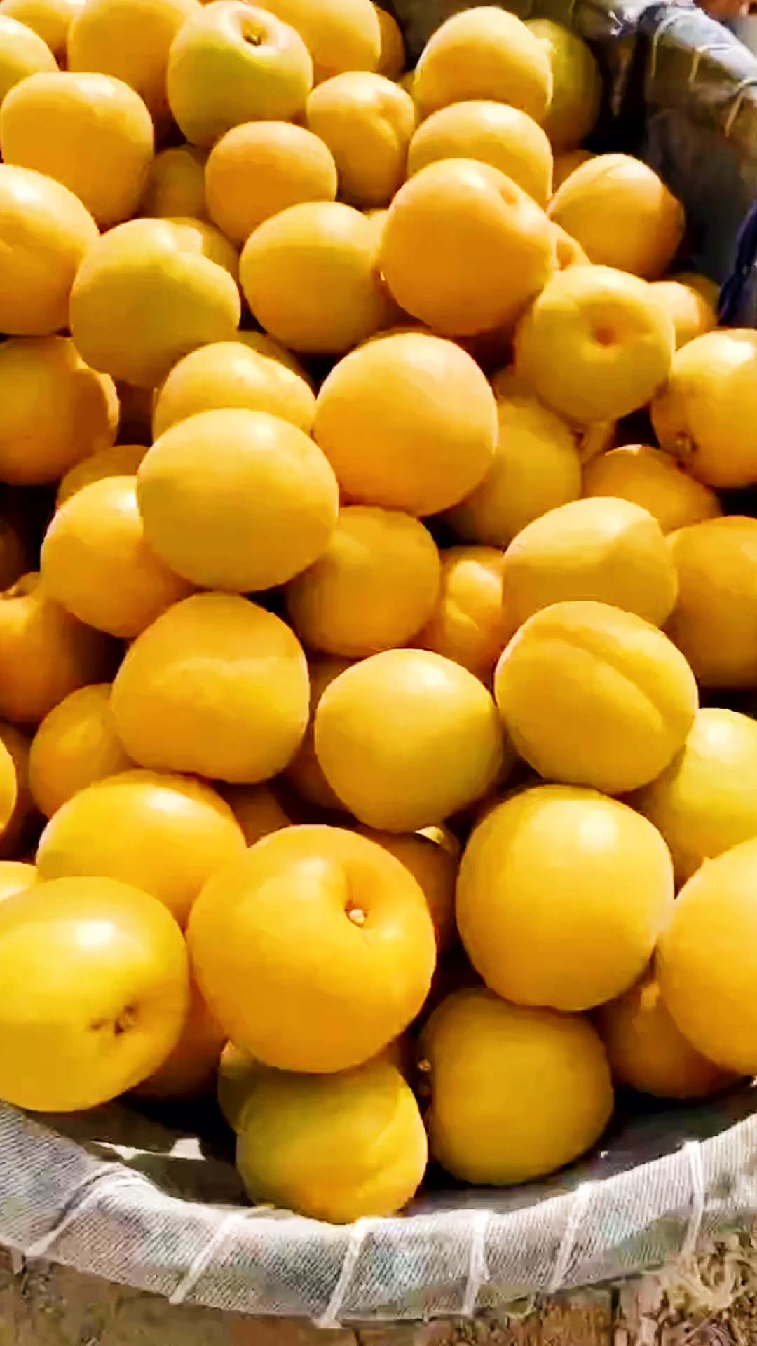 你好,夏天#陕西渭南金太阳大黄杏,酸中带着甜
