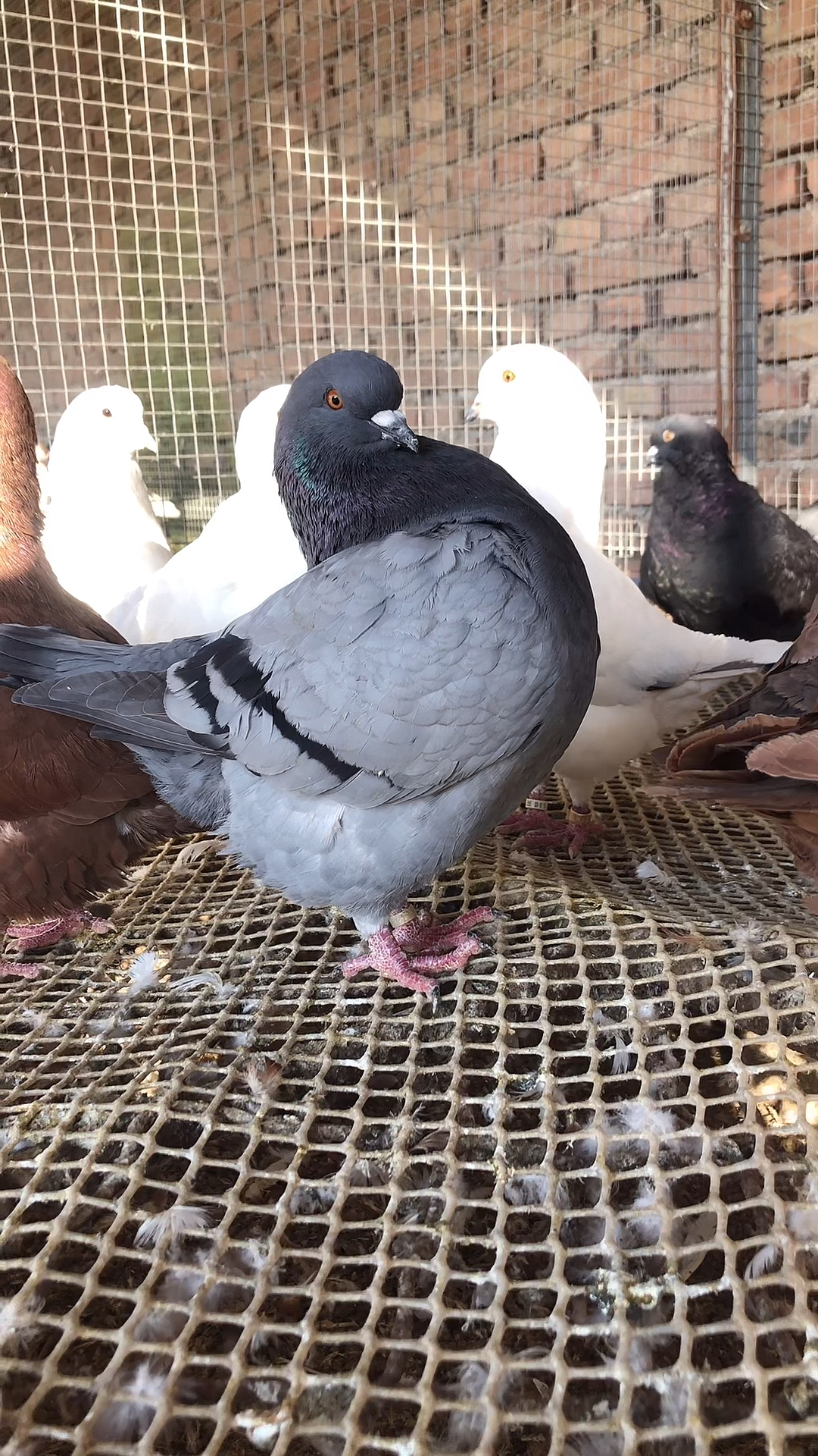 元宝鸽#自家养殖的鸽子,五颜六色