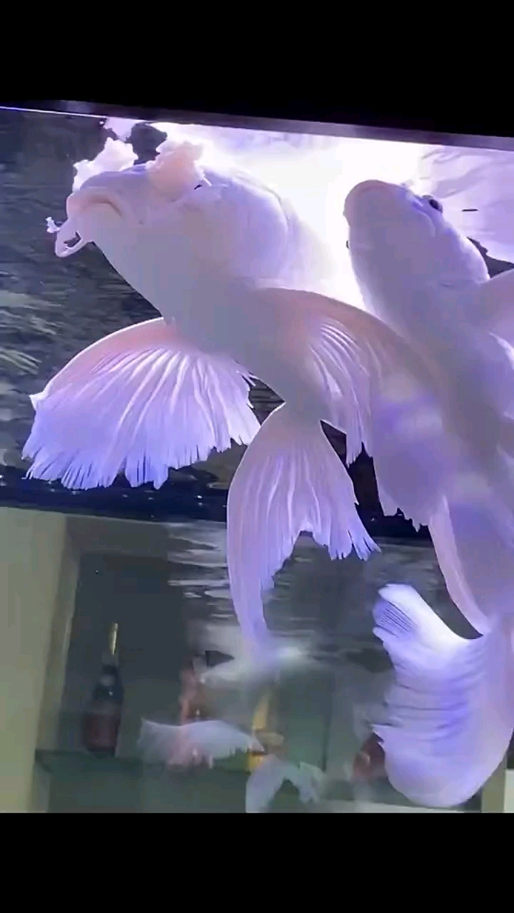 全网最老的一条蝴蝶龙鲤,连胡须都开花了,有缘刷到这个视频的你必定