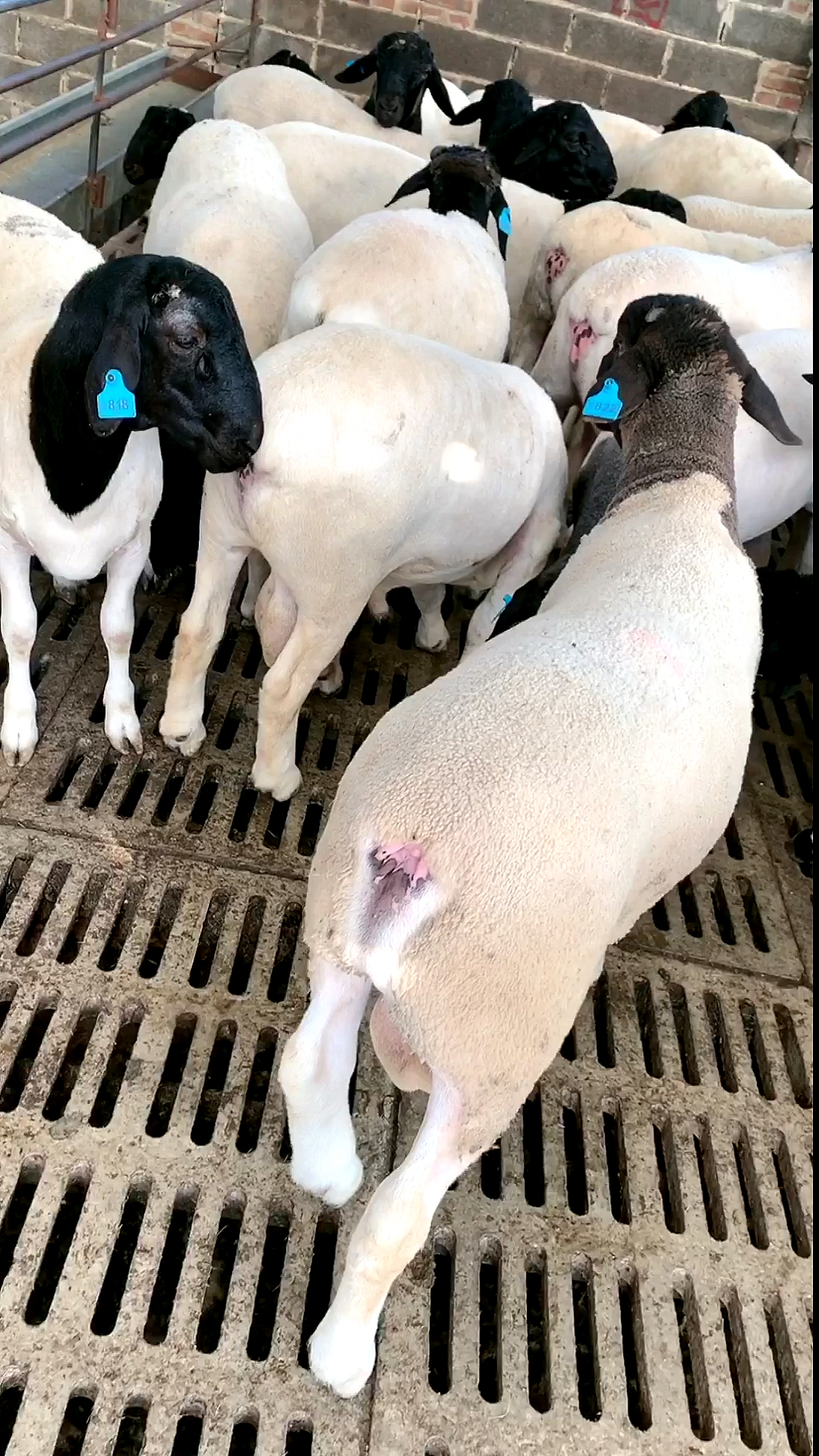 黑头杜泊羊#一到3岁黑头杜泊种公羊