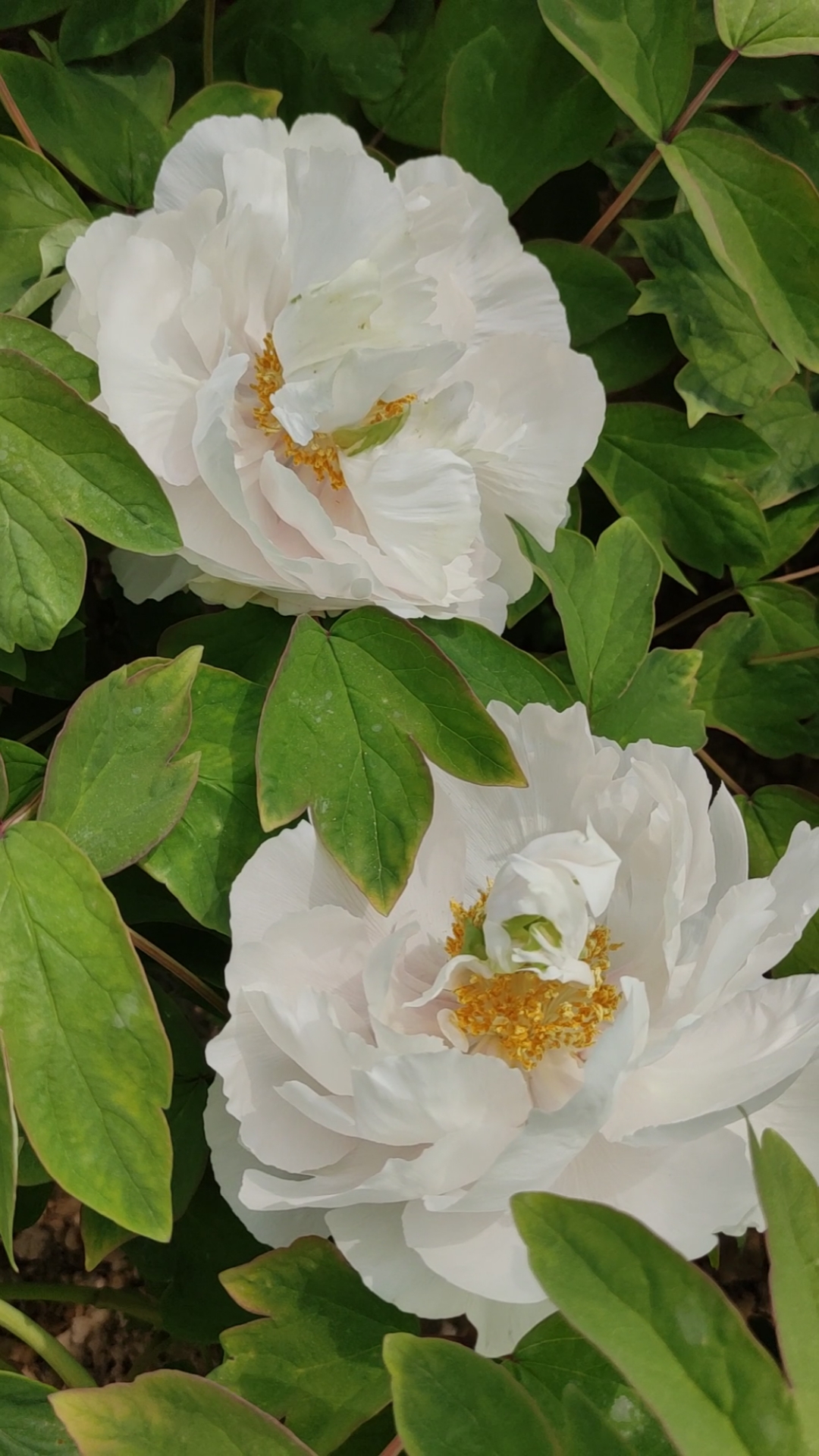 名品牡丹--玉板白