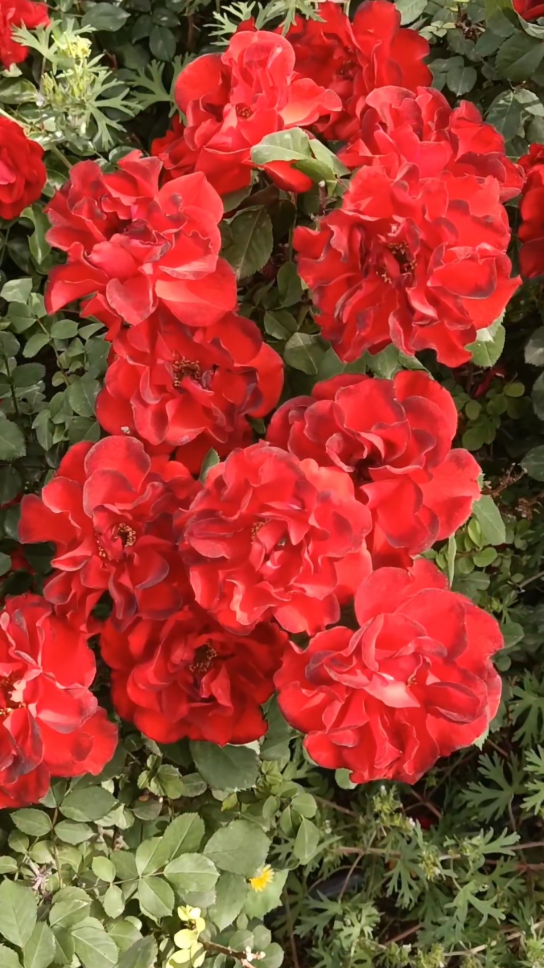 手机摄影#喜庆漂亮的红色月季花美美哒!