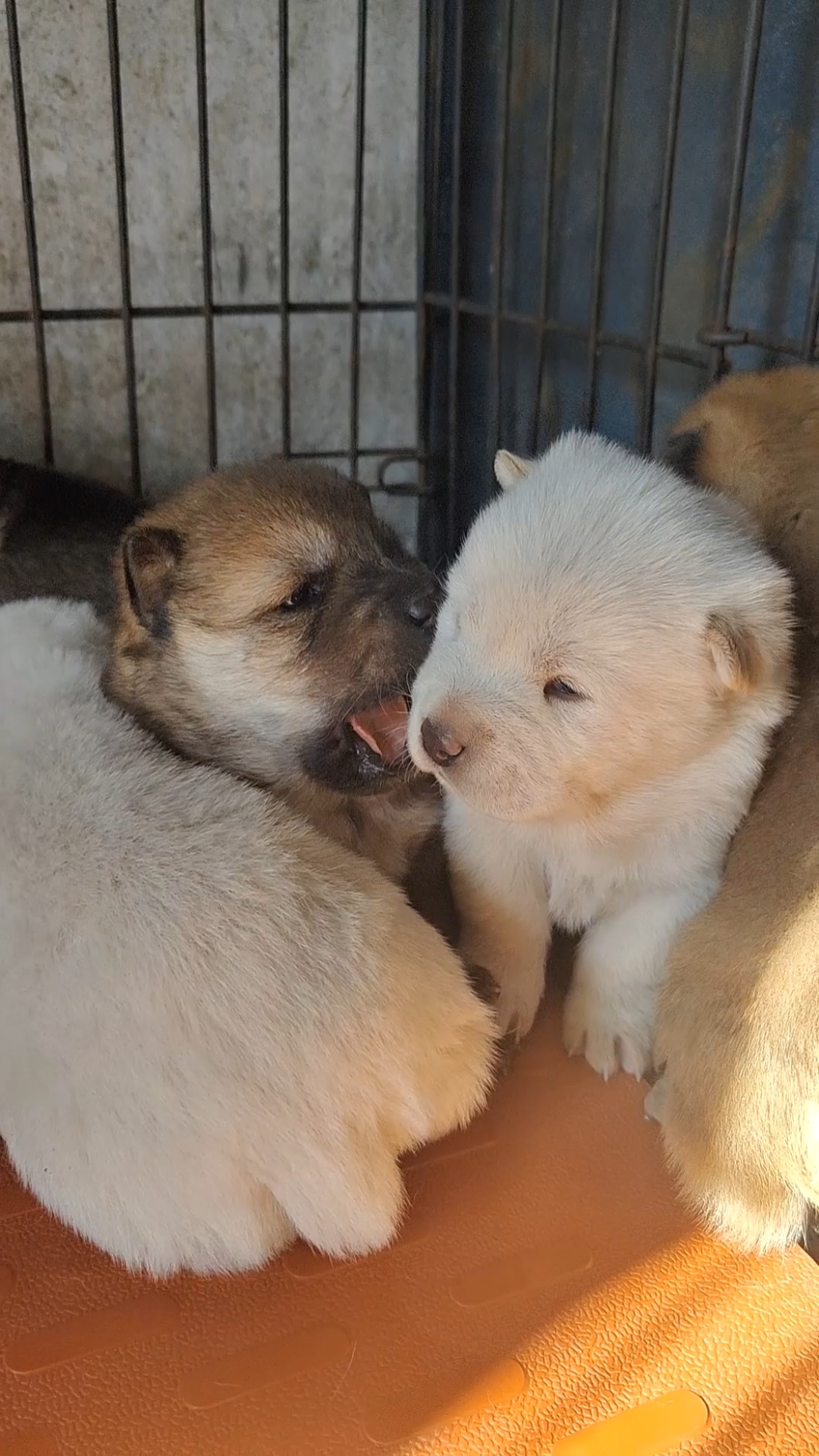 广西土猎犬