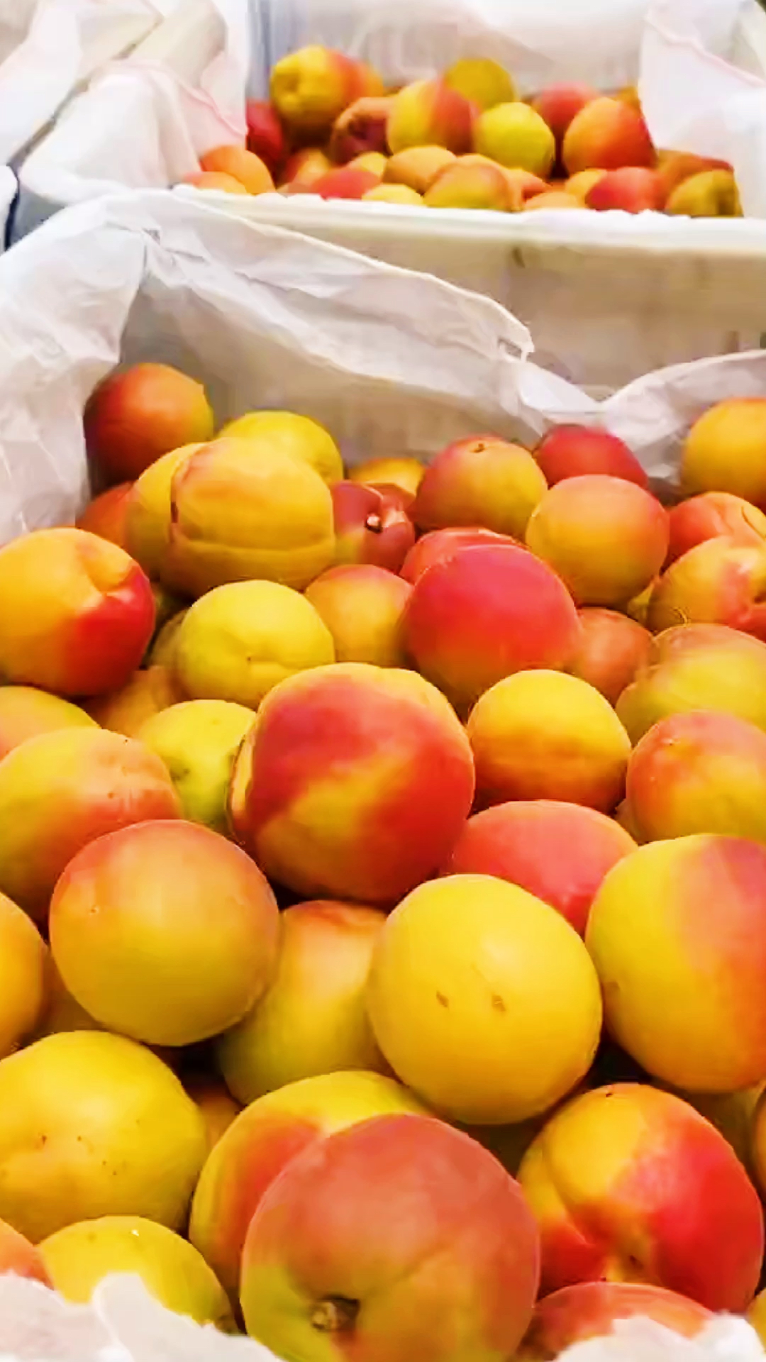 你好,夏天#陕西渭南丰源胭脂红黄杏,杏仁可以吃的杏果