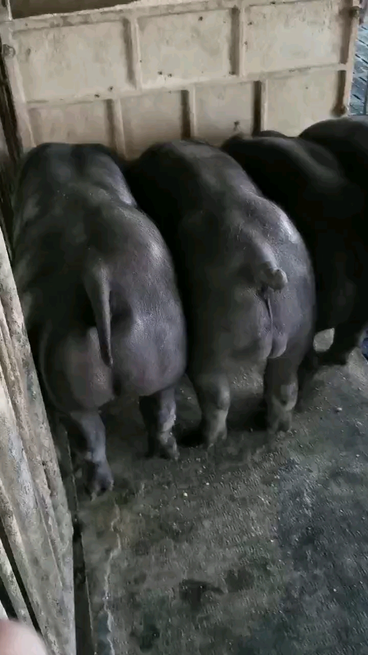 黑杜种公猪,身高腿长屁股大,基因纯正,完美体型.