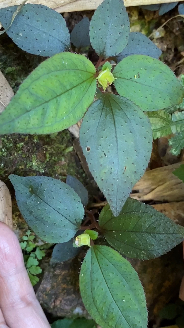 高清版的野生风柜斗草来了