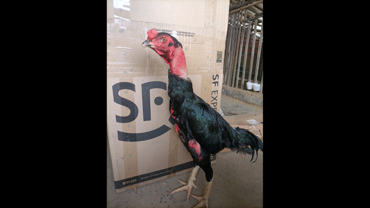 斗鸡#越南西贡血统鸡娃,压脖鸡娃