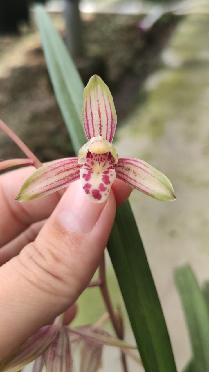 兰花小站#建兰千霞冠