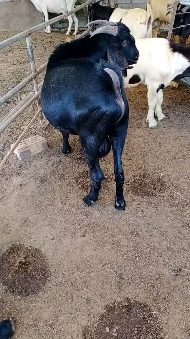 努比亚种公羊,喜欢的朋友关注我