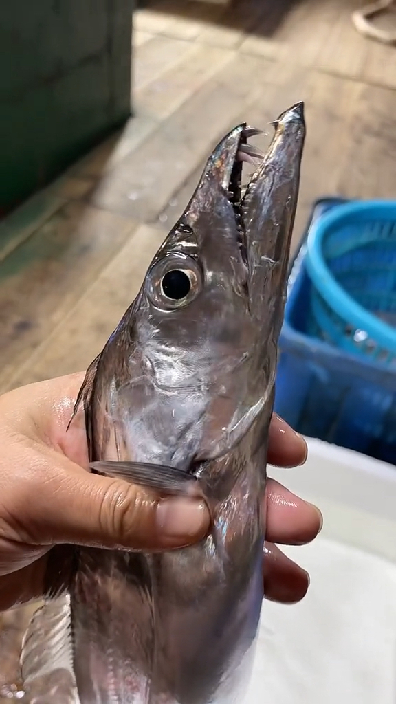 活带鱼海钓大带鱼有粉丝说没看够那就再来一波吧